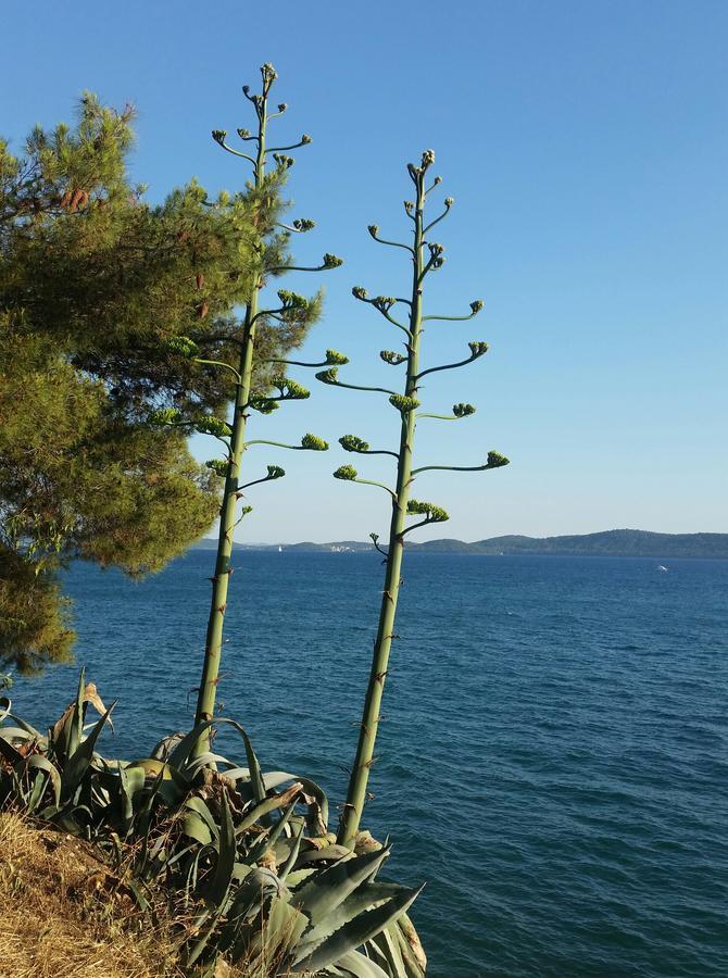 Green Hostel Zadar Exterior photo